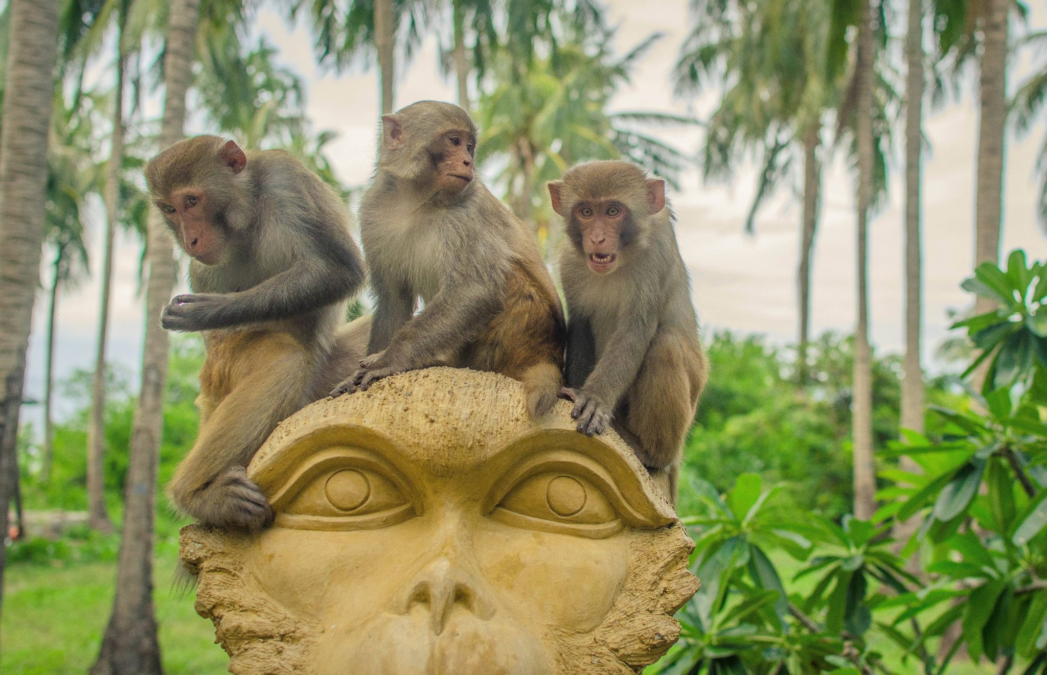 Остров обезьян в Нячанге