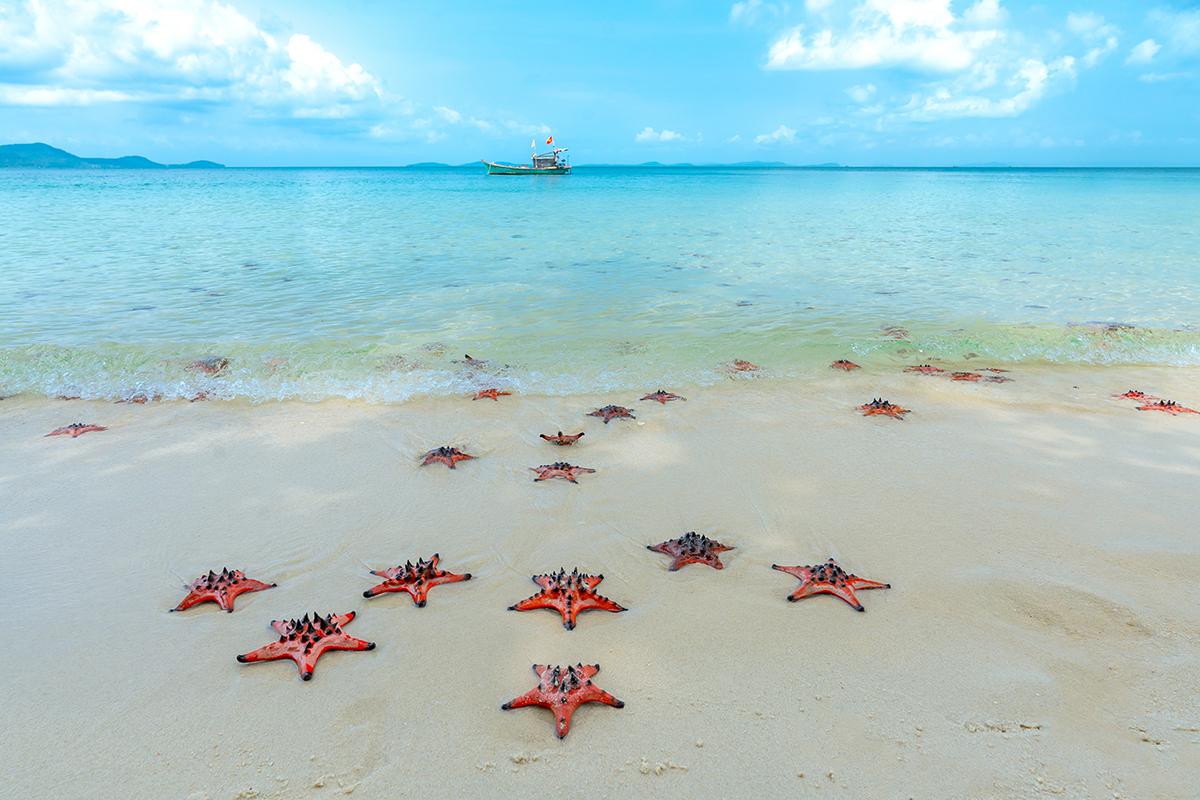 Пляж морских звезд